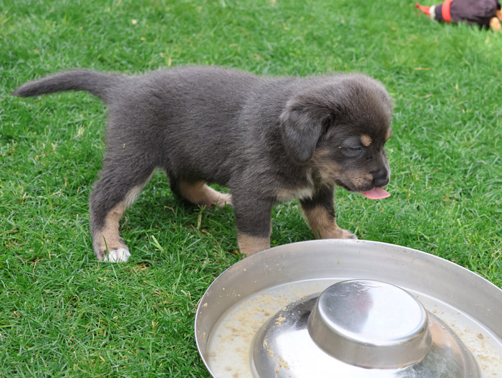chinook dog